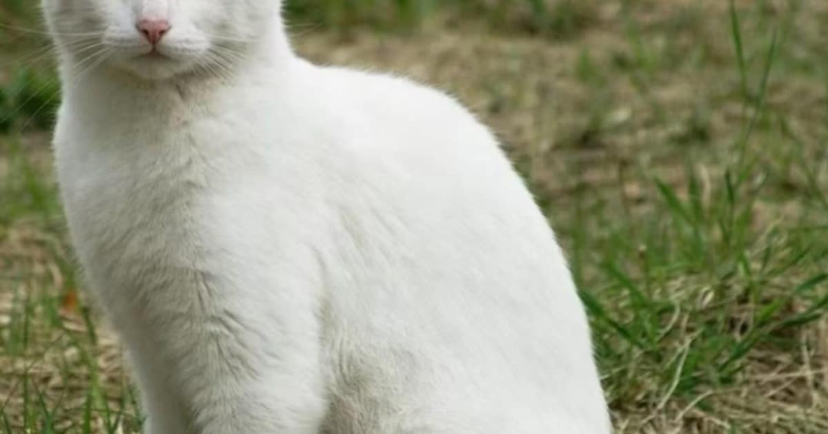 Heb jij Sami gezien? Dit huisdier wordt in Olst-Wijhe vermist