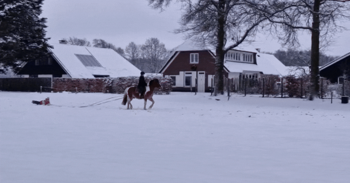 KIJK | Lekker sleeën? Deze manege bedenkt een creatieve manier