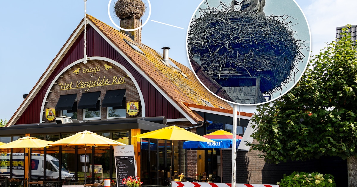 De bekendste vaste gasten van Het Vergulde Ros zitten op het dak en je ziet ze al van verre