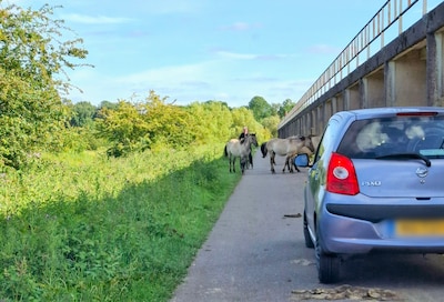 Geen smoesje: sorry dat ik te laat ben, er stonden weer allemaal paarden op de weg