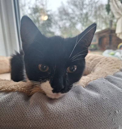 Heb jij Mio gezien? Dit huisdier wordt in Lelystad vermist