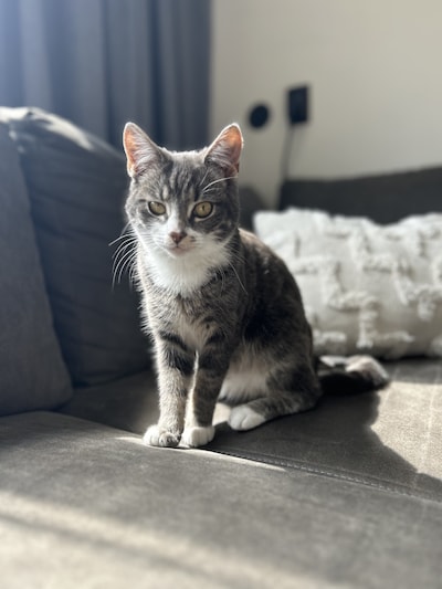 Heb jij Molly of George gezien? Deze twee huisdieren worden in Kampen vermist