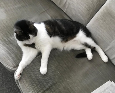 Heb jij Kareltje gezien? Dit huisdier wordt in Putten vermist