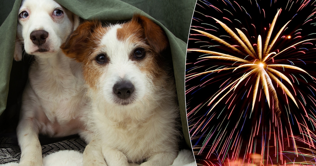 Dit kun je doen als jij (of je huisdier) gek wordt van vuurwerk voor je deur, maar helpt het ook?