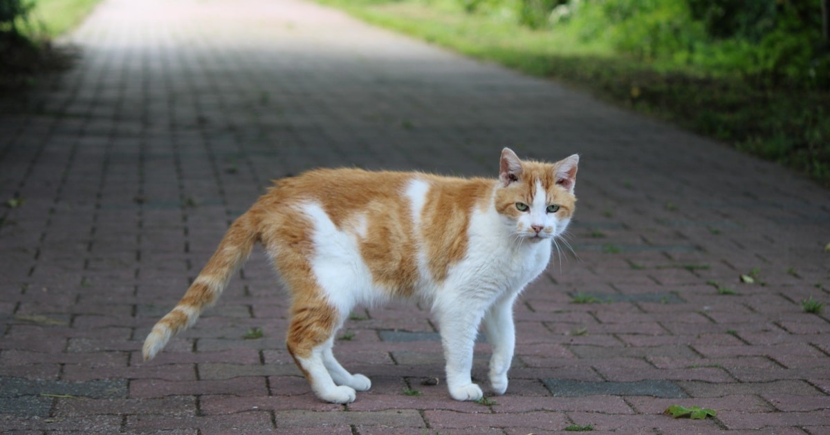 Heb jij Bob gezien? Dit huisdier wordt in Hardenberg vermist