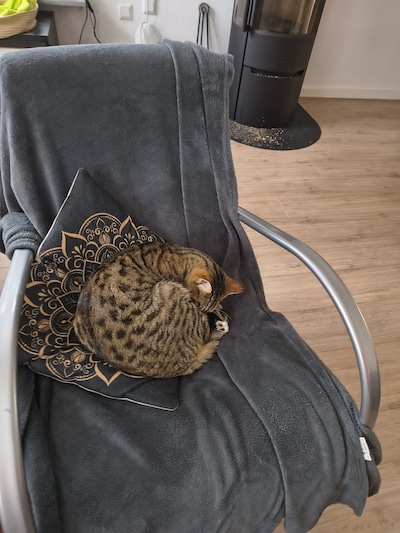 Heb jij Carpaccio of Dino gezien? Deze twee huisdieren worden in Zwolle vermist