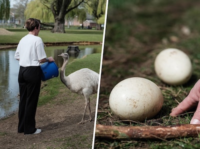 Jongeren slaan met stokken op eieren van loopvogels in de Achterhoek: ‘Het is de vraag of er kuikens