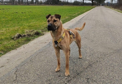 Vondeling Kenzo zoekt eigenaar die duidelijk en consequent leiding kan geven