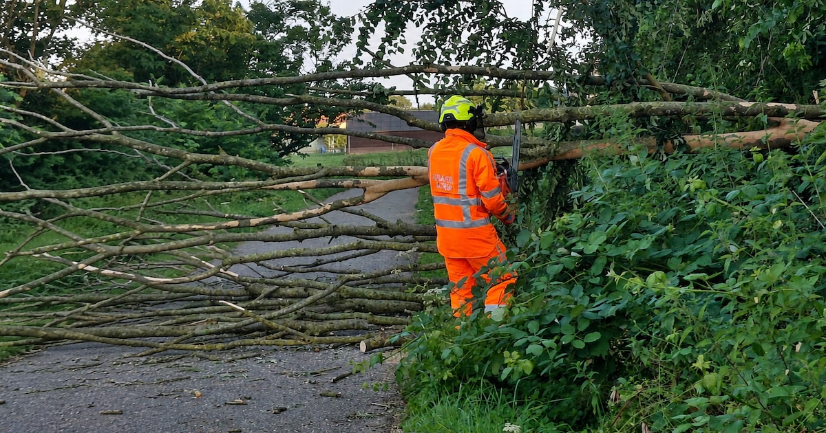 Brandweer verwijdert omgewaaide boom na storm in Appeltern