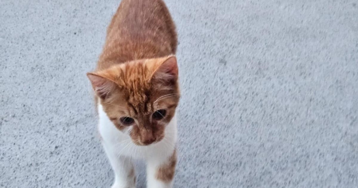 Heb jij Jerry of Charlie gezien? Deze twee huisdieren worden in Zutphen vermist