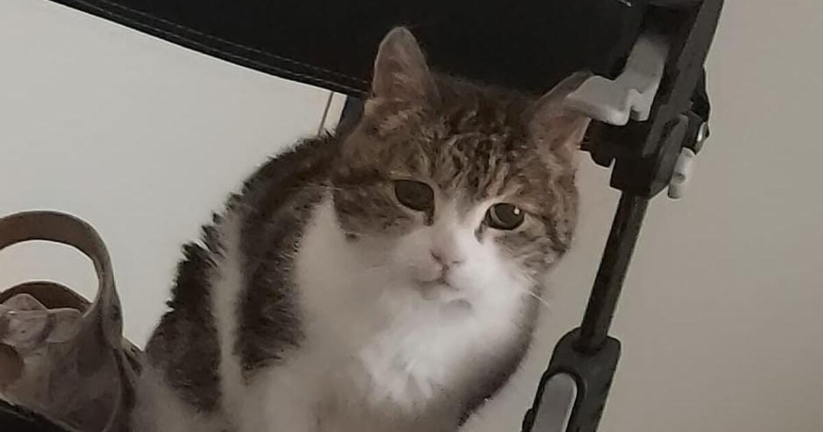 Heb jij Willow gezien? Dit huisdier wordt in Hellendoorn vermist