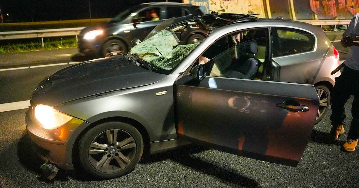 Koe overleeft nachtelijke aanrijding op snelweg bij Zwolle niet.