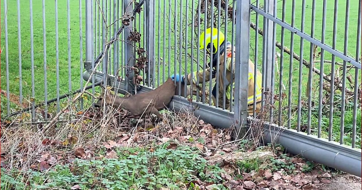 Ree zit vast in hek, brandweerman schiet te hulp