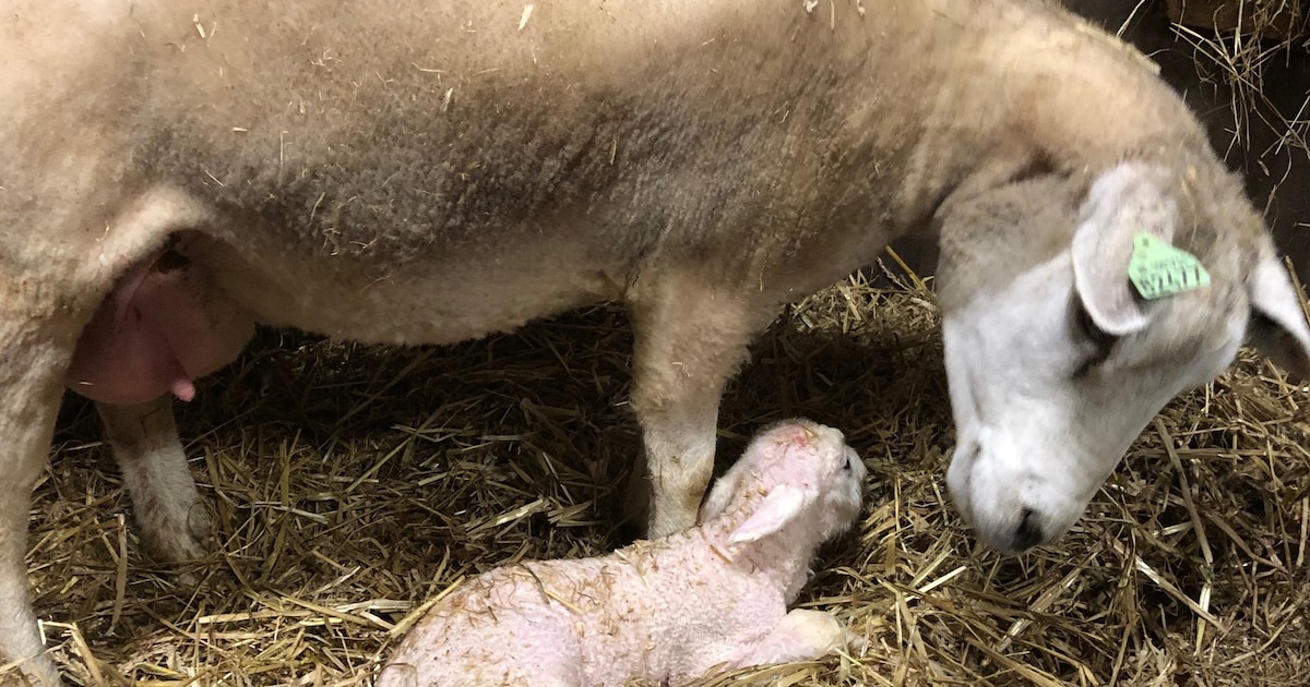 Knuffelen maar: volop lente tijdens Lammetjesdag in Leusden