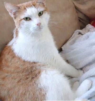 Heb jij Pluisje gezien? Dit huisdier wordt in Kampen vermist