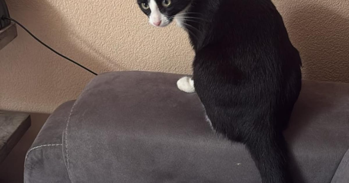 Heb jij Moos of Pietje gezien? Deze twee huisdieren worden in Ermelo vermist