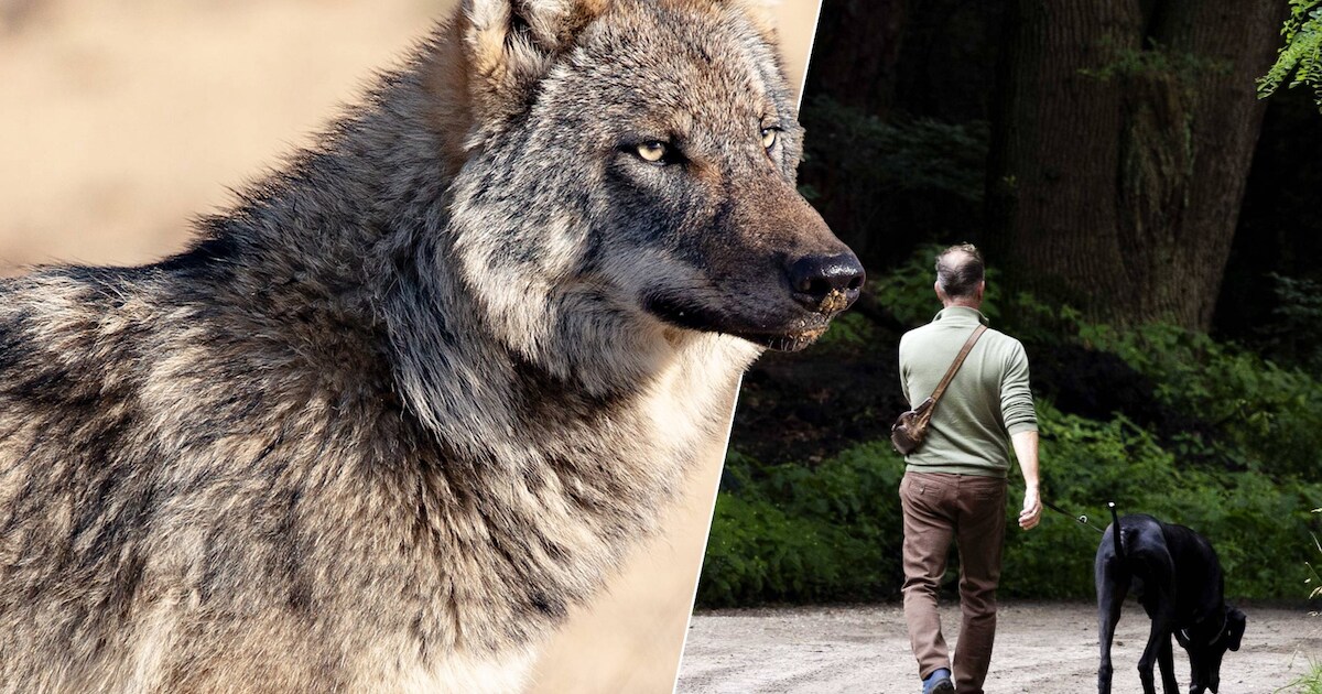 ‘Wolven op Hoge Veluwe vertonen al langer afwijkend gedrag’ | Home | De ...