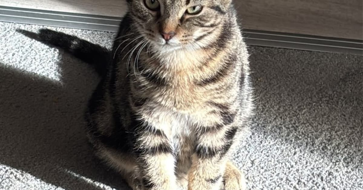 Heb jij Guusje gezien? Dit huisdier wordt in Raalte vermist