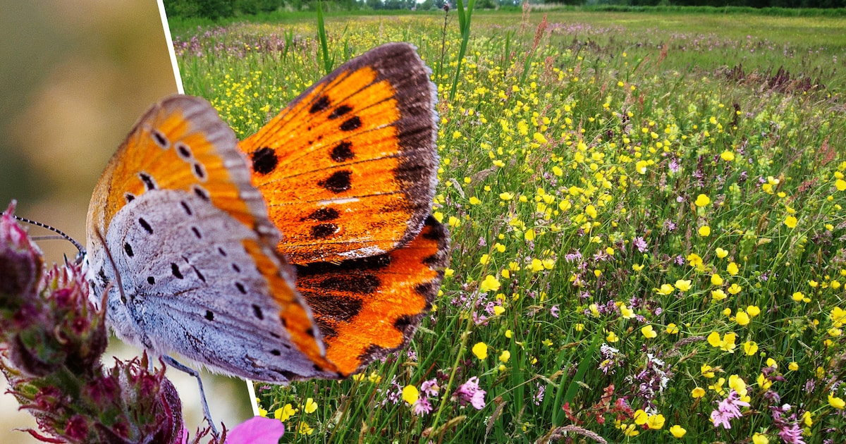 Een moeras aanleggen om één vlinder te beschermen? Wij zochten het antwoord op jullie vragen