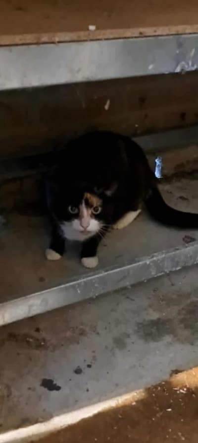 Heb jij Rio of Lilly gezien? Deze twee huisdieren worden in Zeewolde vermist