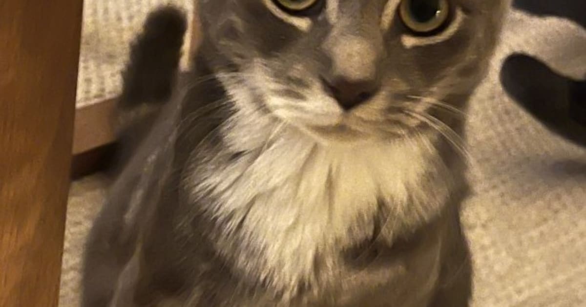 Heb jij Oos gezien? Dit huisdier wordt in Lochem vermist