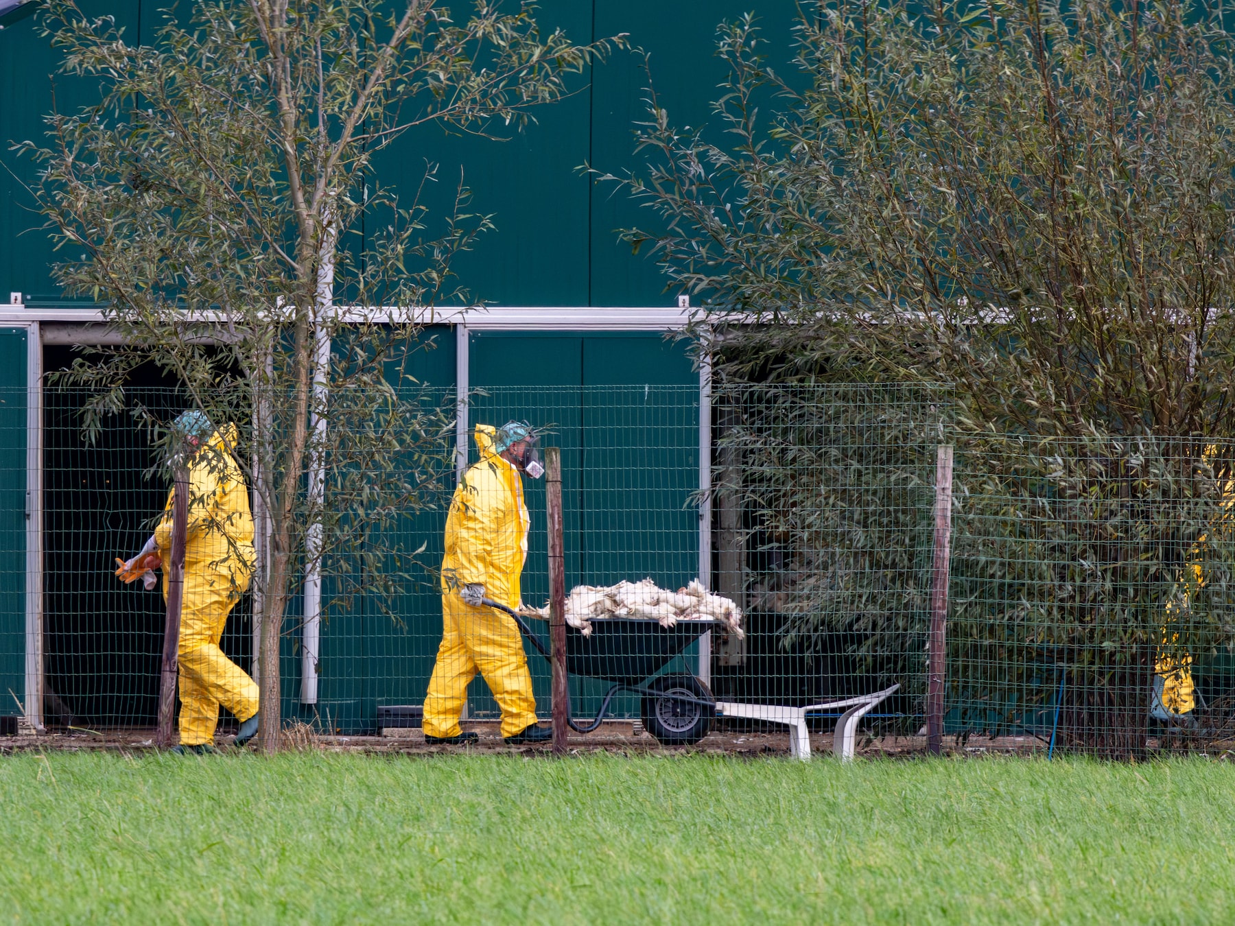 Besmettelijke variant van vogelgriep zorgt voor angstige herfst: ‘Dit heeft enorme impact’