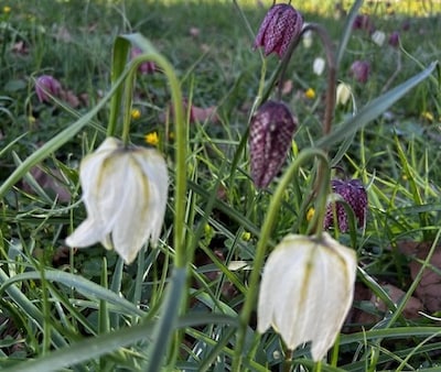 Dit stuurden jullie in: Henk ziet zeldzame bloemen • Zwolse kinderen ervaren kracht van kansen