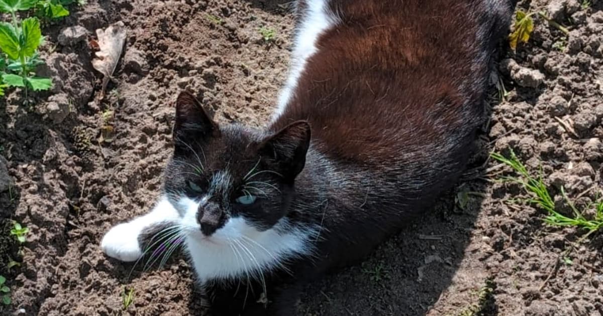 Heb jij Beer of Pien gezien? Deze twee huisdieren worden in Raalte vermist