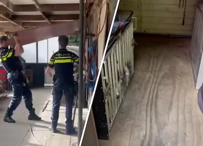 Stagiairs kregen aangeleerd om honden met riemen te slaan: ‘Pas achteraf besefte ik wat ik had meege