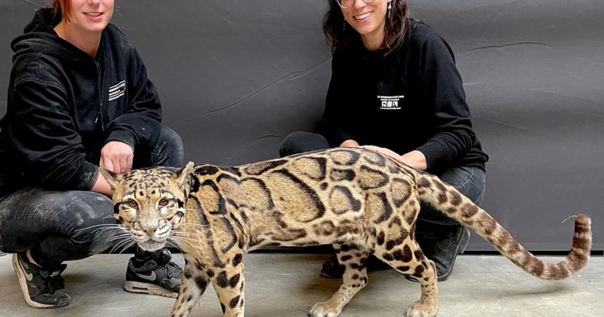 Nederlands kampioen taxidermie geeft demonstraties in Nijmegen