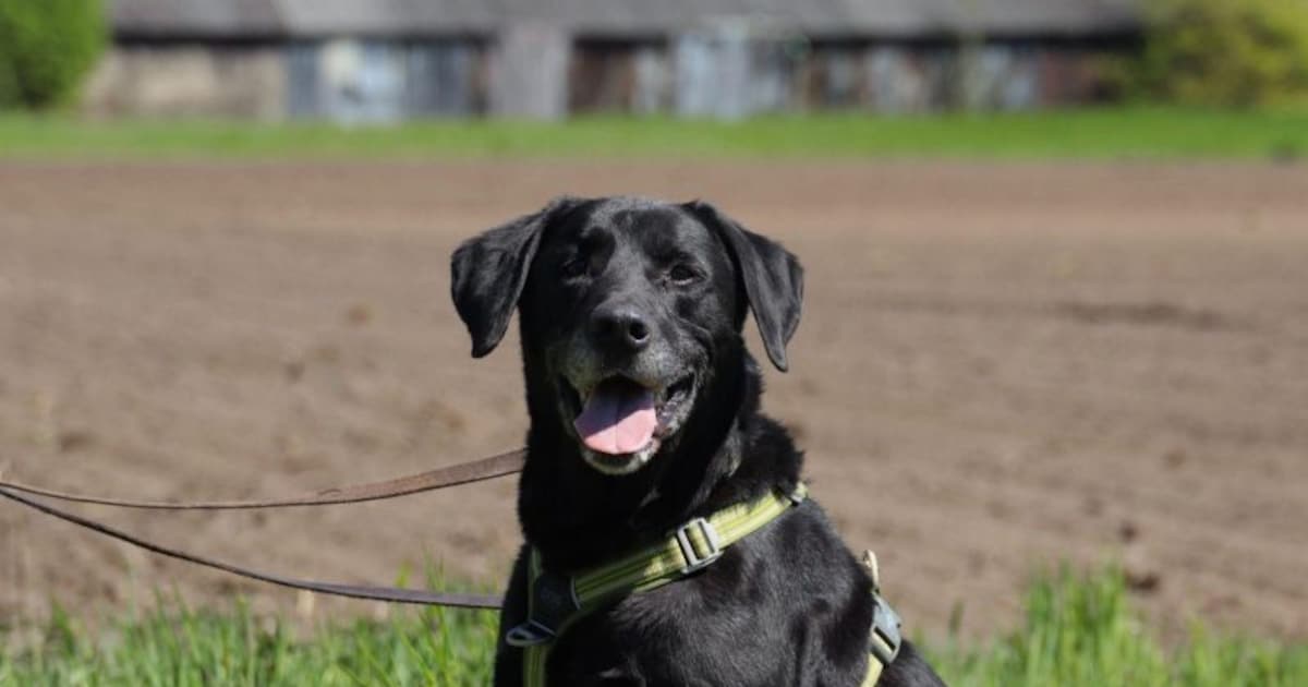 Labrador Kelsey heeft nog energie voor tien en zoekt warm thuis