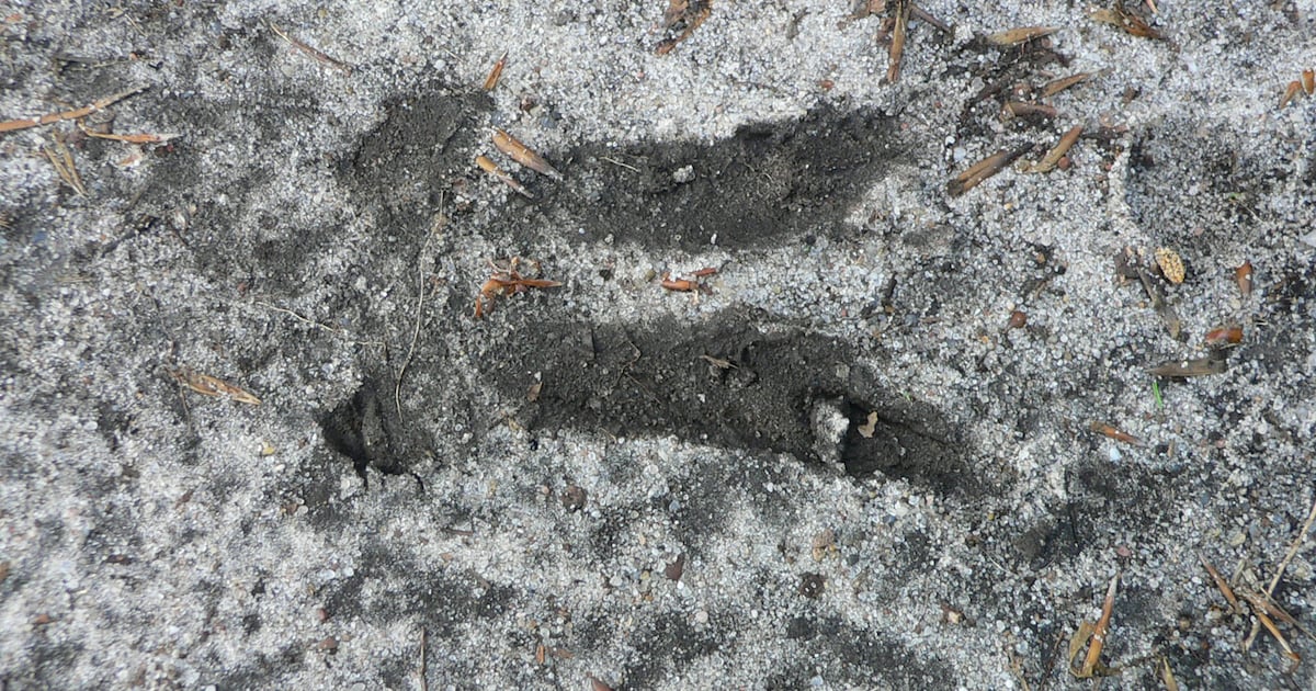 Sporen van verborgen wild herkennen en wandelen in de natuur in Ermelo