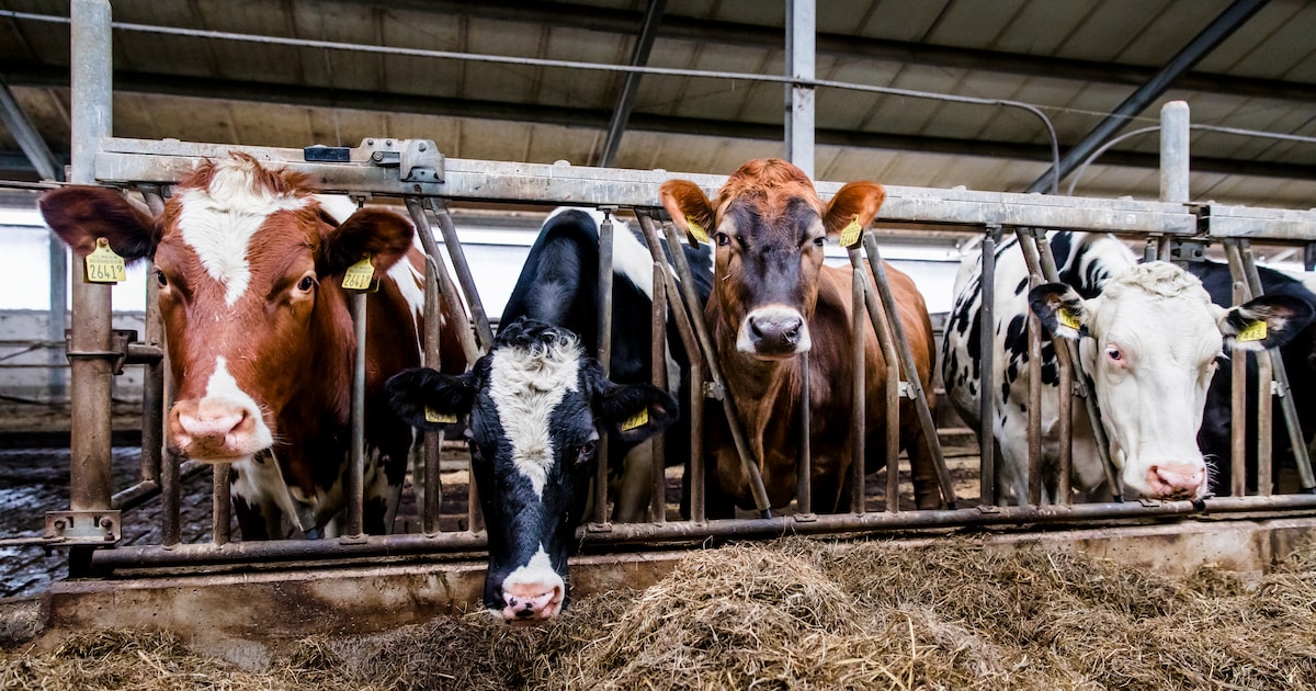 Fraude bij boer in Staphorst? Justitie wil 30.000 euro zien, maar de rechter beslist anders