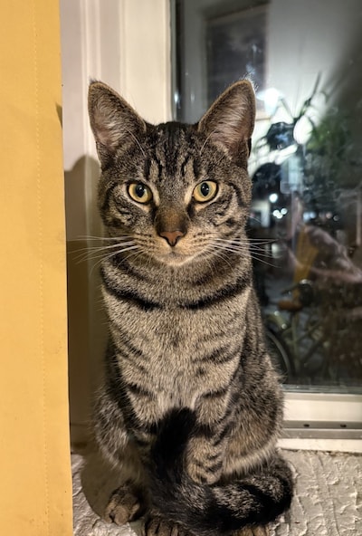 Heb jij Spinney, Boris of Tuintje gezien? Deze vier huisdieren worden in Brummen vermist