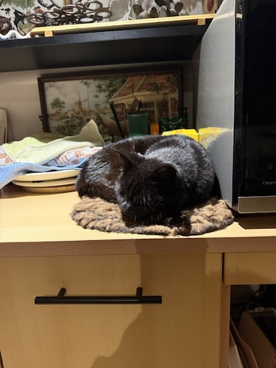 Heb jij Evie of Moos gezien? Deze twee huisdieren worden in Epe vermist