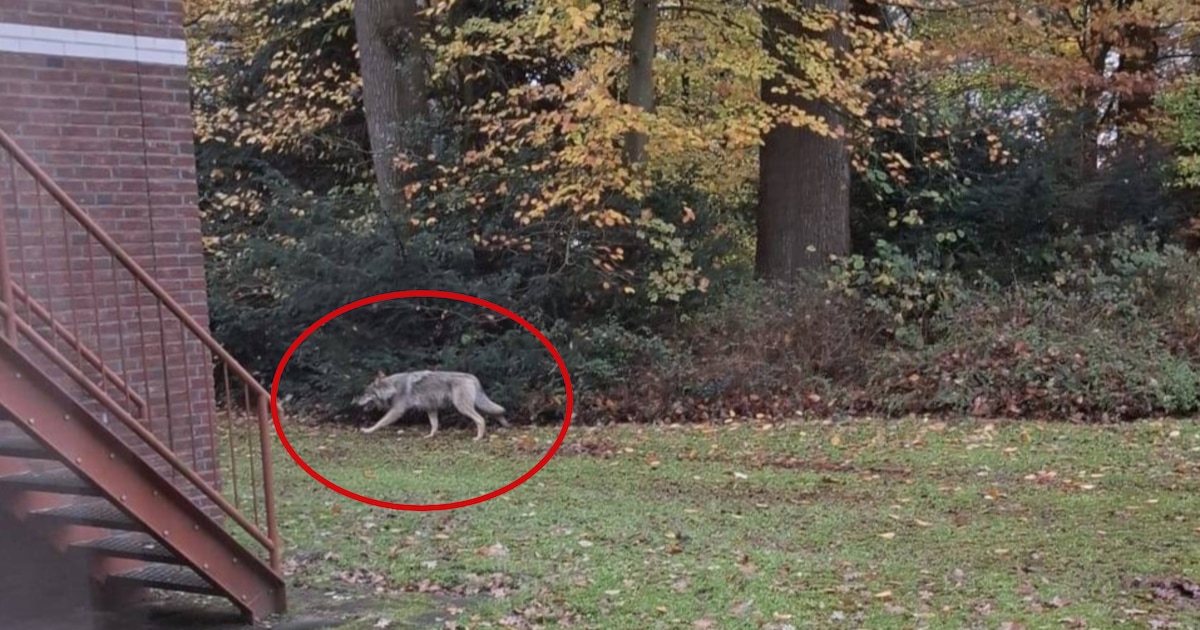 Deze wolf duikt op in het centrum én op alle mobieltjes: ‘Ik krijg de hele dag video’s doorgestuurd’