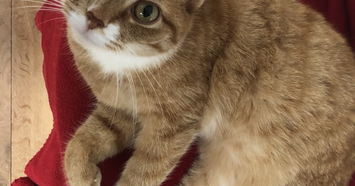 Heb jij Blacky of Fietje gezien? Deze twee huisdieren worden in Dalfsen vermist