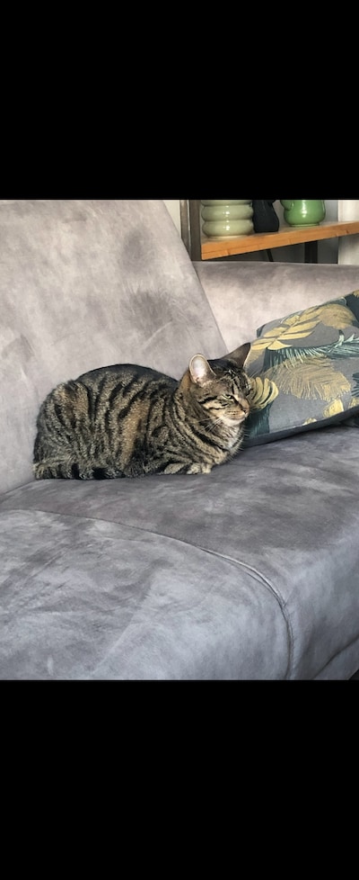 Heb jij Puck, Boni of Obi gezien? Deze 18 huisdieren worden in Zwolle vermist