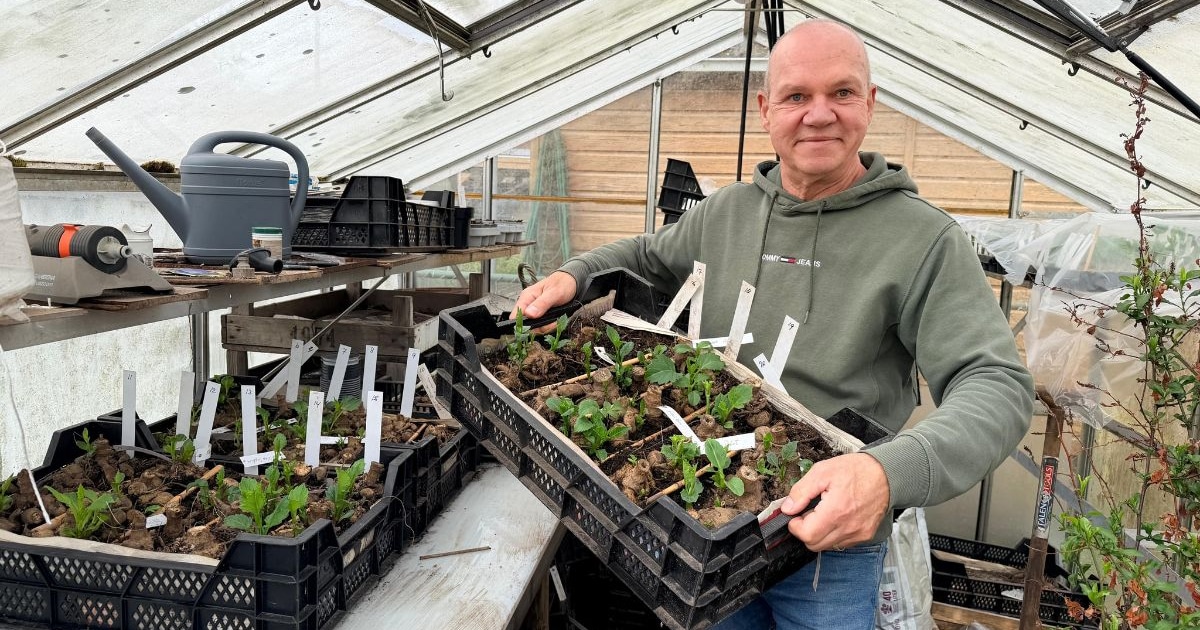 Zo tover je je tuin om tot een dahlia-paradijs: Hans uit Hengelo deelt zijn gouden tips