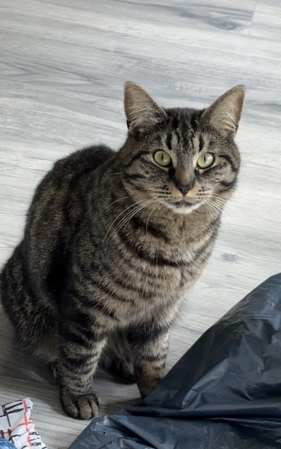 Heb jij Valkparkiet of Whiskey gezien? Deze twee huisdieren worden in Ermelo vermist