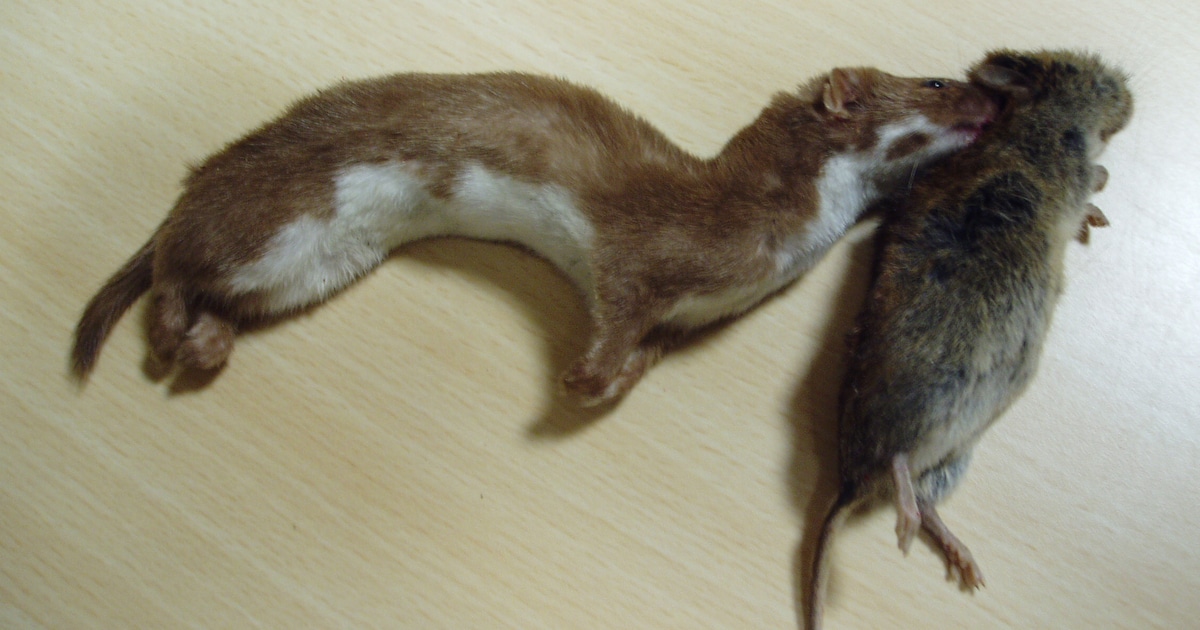 Oud-boswachter vertelt in Ommen over verborgen leven van kleine marterachtigen