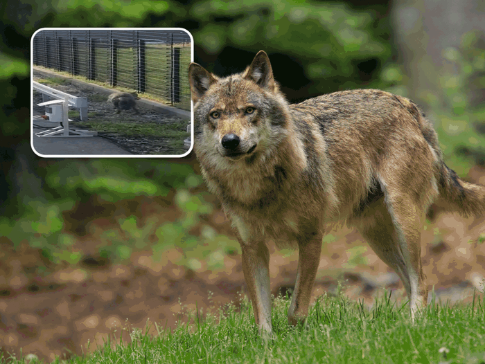 Wolvenmelding in Barendrecht blijkt pijnlijke blunder: hoe kon het zo mis gaan?