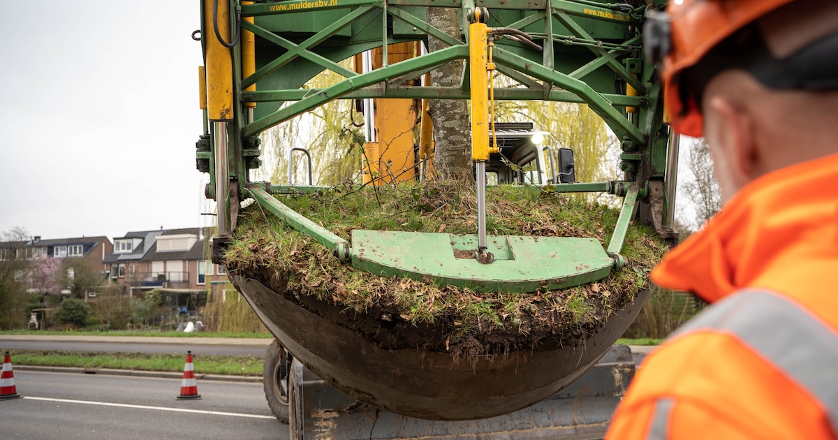 Bomen in De Maten krijgen nieuw thuis