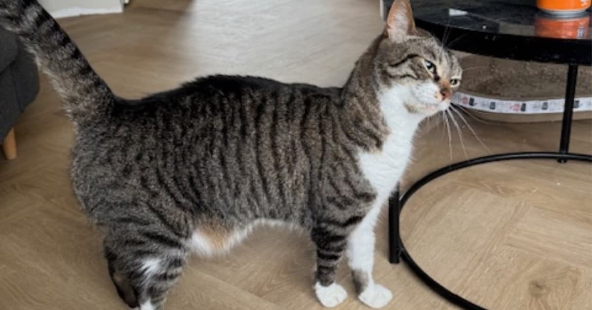 Heb jij Nike gezien? Dit huisdier wordt in Zeewolde vermist