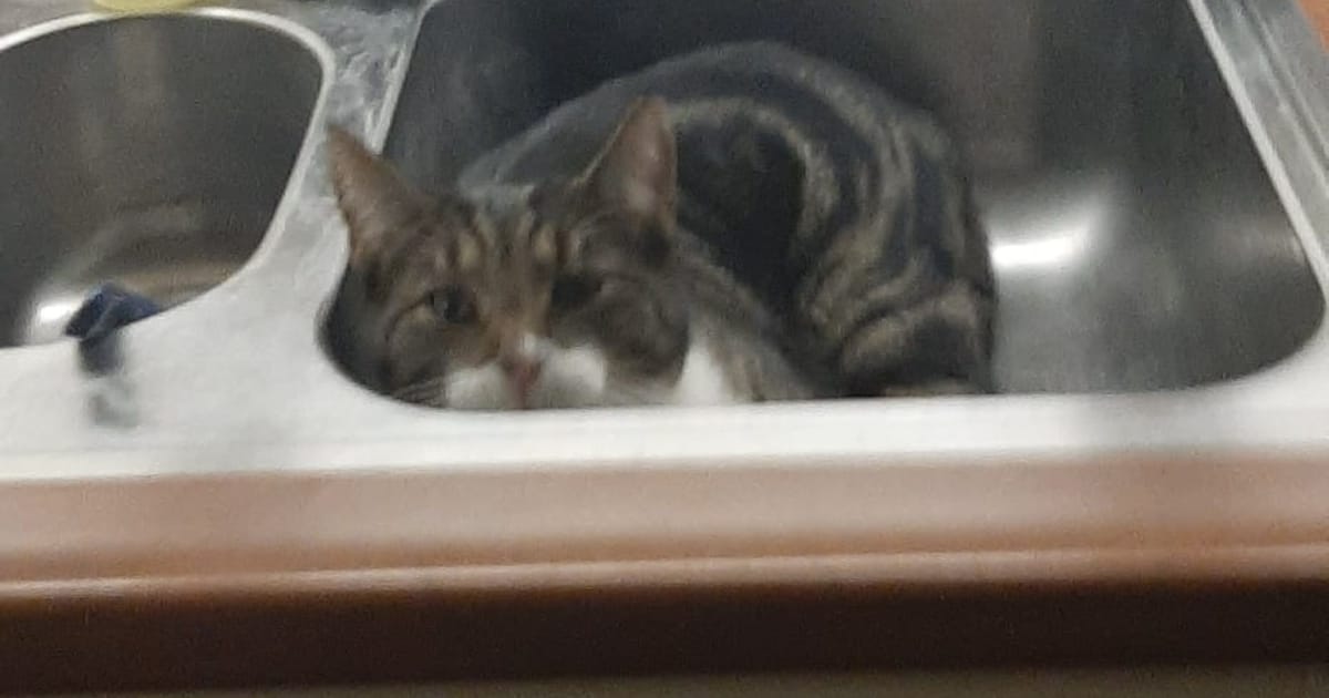 Heb jij Splinter gezien? Dit huisdier wordt in Ommen vermist