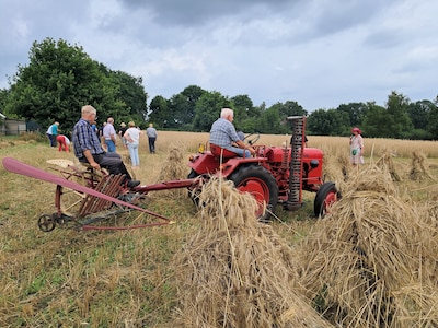 Museum De Laarman laat historische manier van rogge maaien even herleven