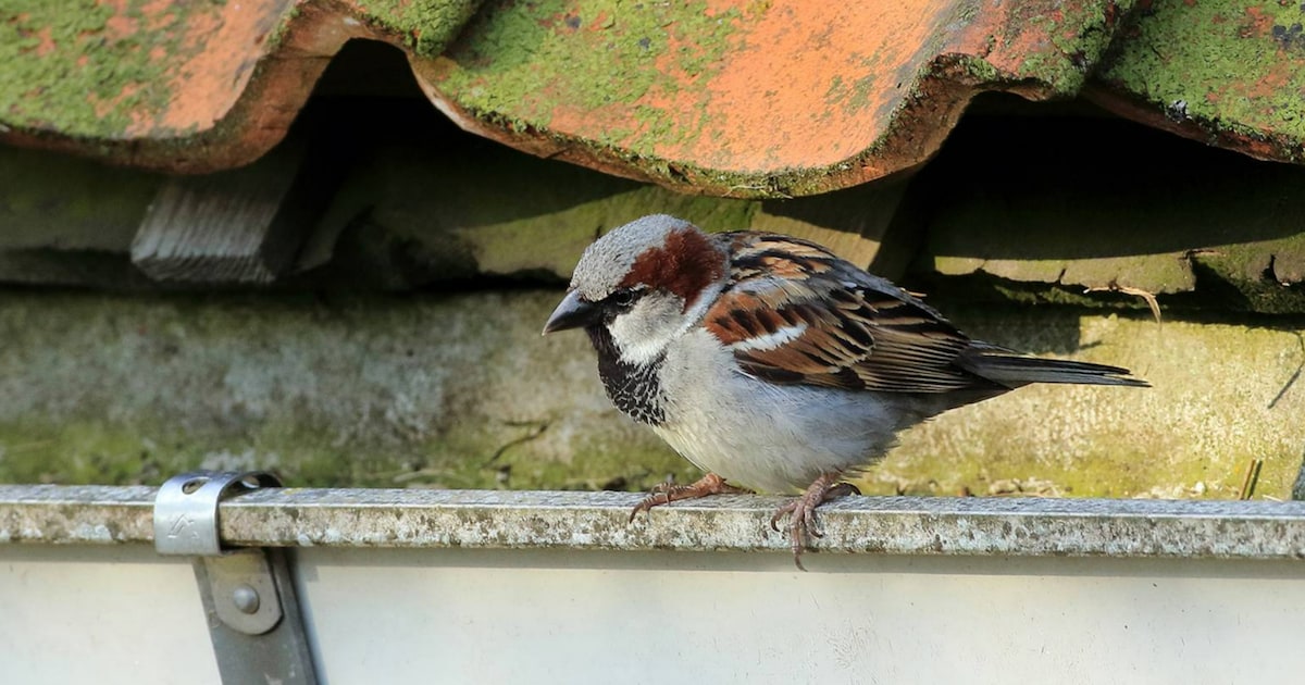 Onderzoekers speuren in Harderwijk naar huismussen en andere diersoorten (en dit is waarom)
