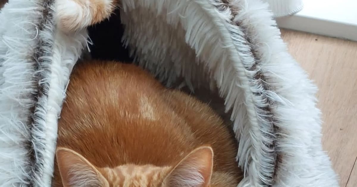 Heb jij Rossi gezien? Dit huisdier wordt in Hattem vermist
