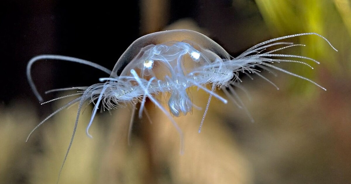 Zwermen kwallen dolen rond in de Bisonbaai (en waarschijnlijk ook in jouw zwemplas)