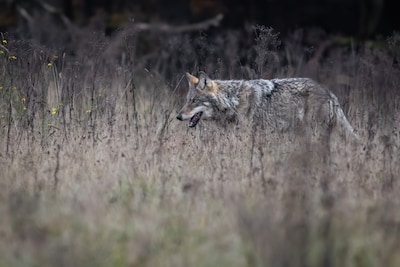 Wolven op de Utrechtse Heuvelrug mogen niet gevangen worden, rechter veegt plannen voor tweede keer 